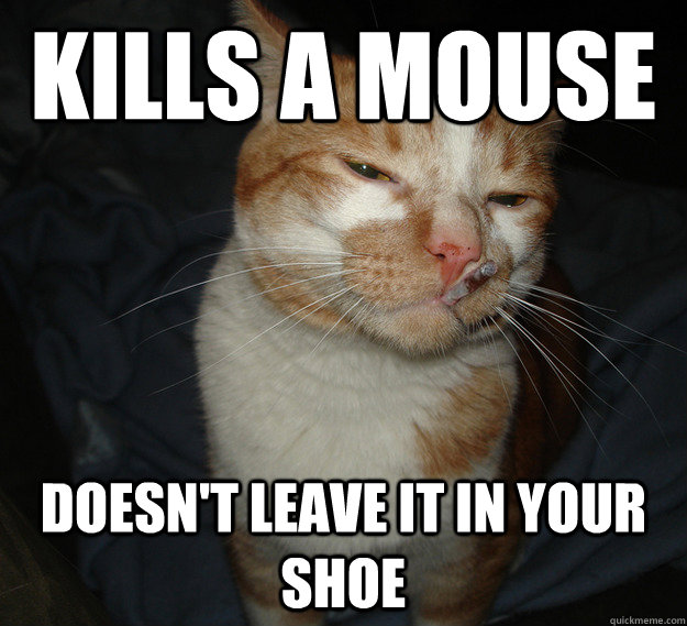 kills a mouse doesnt leave it in your shoe - Cool Cat Craig