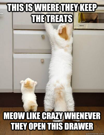 this is where they keep the treats meow like crazy whenever - Advice Mom Cat