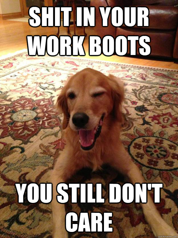 shit in your work boots you still dont care - Ridiculously Photogenic Dog