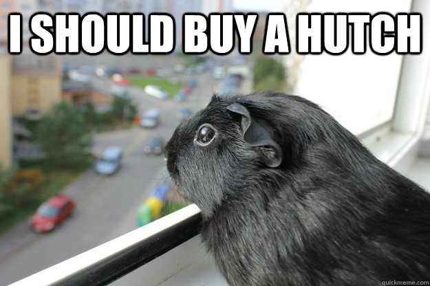 i should buy a hutch - Pensive Piggie