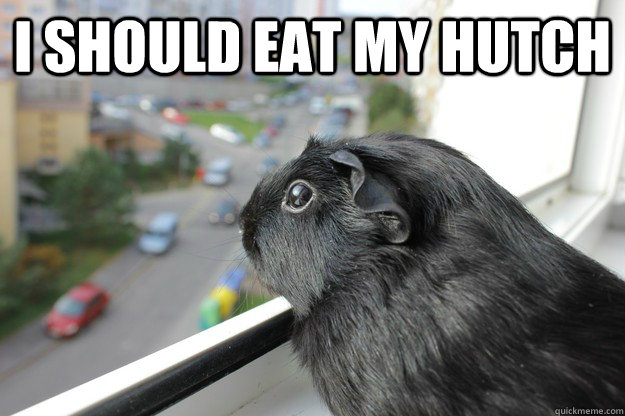 i should eat my hutch - Pensive Piggie