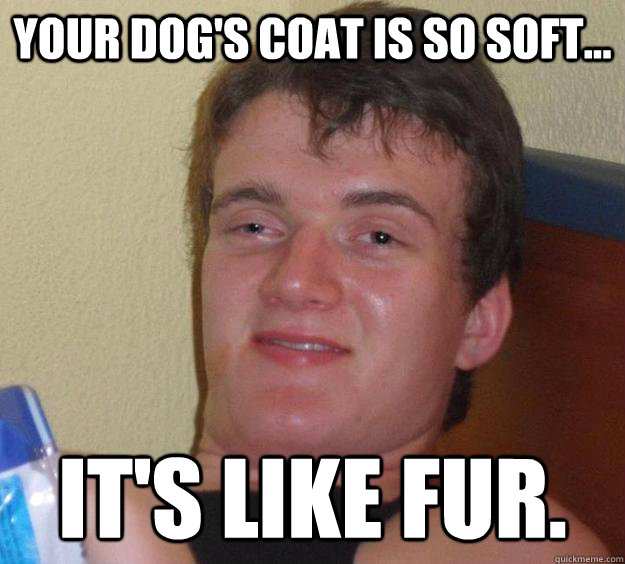 your dogs coat is so soft its like fur - 10 Guy