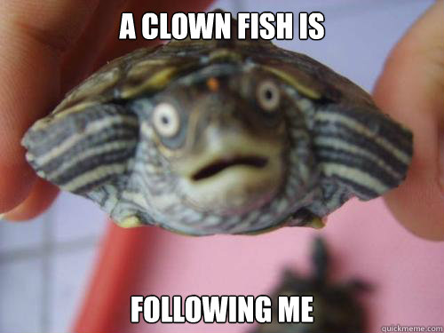 a clown fish is following me -