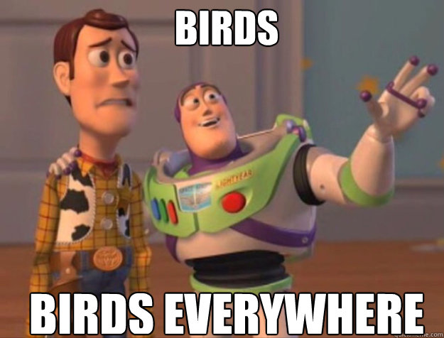 birds birds everywhere - buzz woody