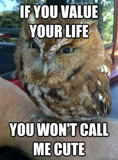 if you value your life you wont call me cute - Ornery Owl