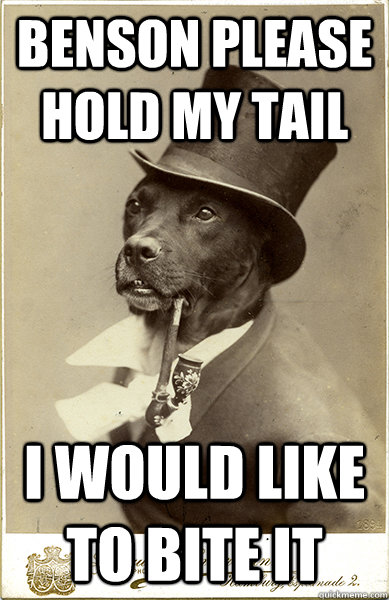benson please hold my tail i would like to bite it - Old Money Dog