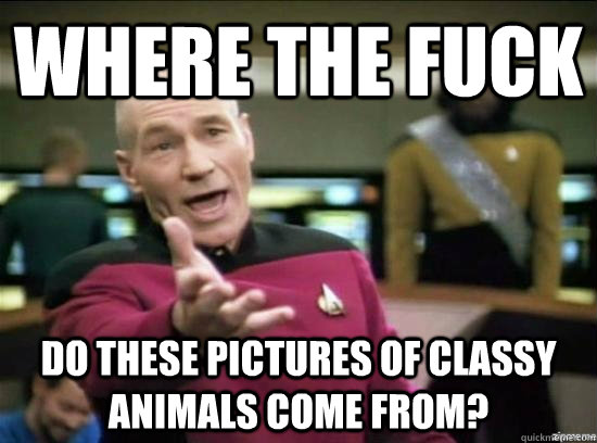 where the fuck do these pictures of classy animals come from - Annoyed Picard HD