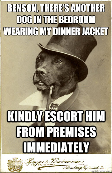 benson theres another dog in the bedroom wearing my dinner - Old Money Dog