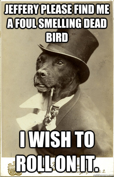 jeffery please find me a foul smelling dead bird i wish to r - Old Money Dog