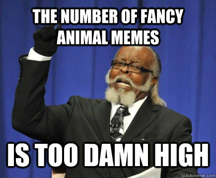 the number of fancy animal memes is too damn high - Too Damn High