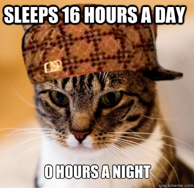 sleeps 16 hours a day 0 hours a night - Scumbag Cat