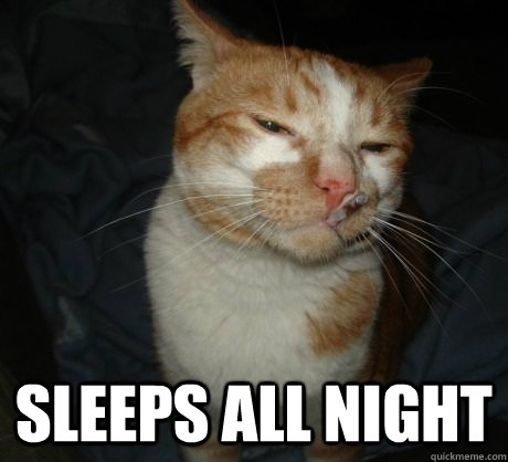sleeps all night - Good Cat Greg