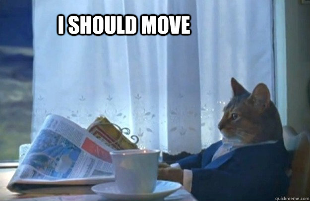 i should move - Sophisticated Cat