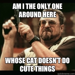 Am i the only one around here Whose cat doesnt do cute thing - Am I The Only One Round Here