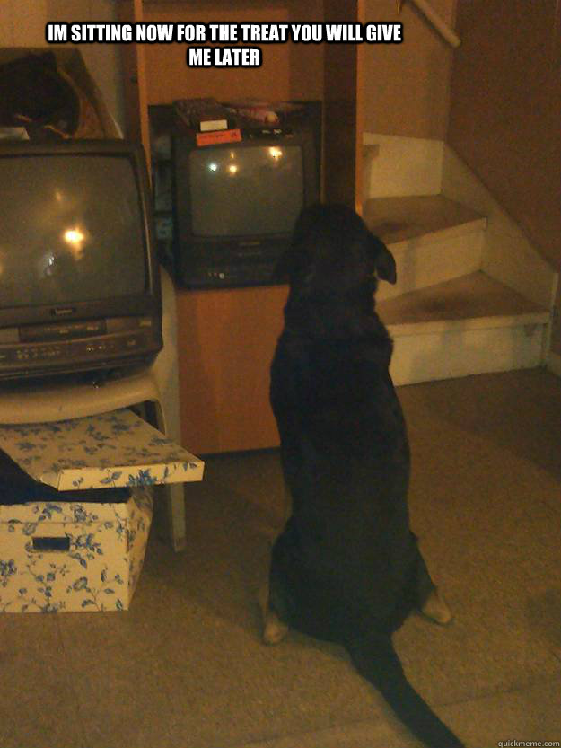 im sitting now for the treat you will give me later - rainman dog meme