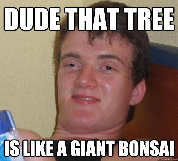 dude that tree is like a giant bonsai - 10 Guy