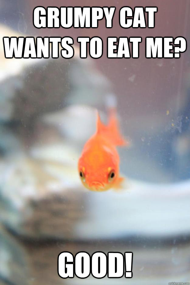 grumpy cat wants to eat me good - Grumpy Fish