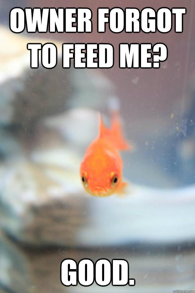 owner forgot to feed me good - Grumpy Fish