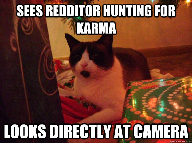 sees redditor hunting for karma looks directly at camera - Karma Cat Jade