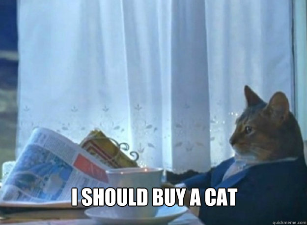 i should buy a cat - sophisticated cat