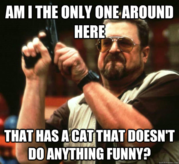 am i the only one around here that has a cat that doesnt do - Am I the only one around here1
