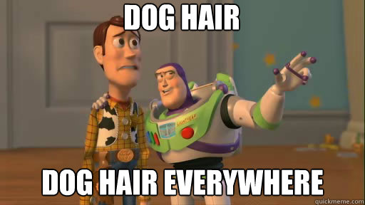 dog hair dog hair everywhere - Everywhere