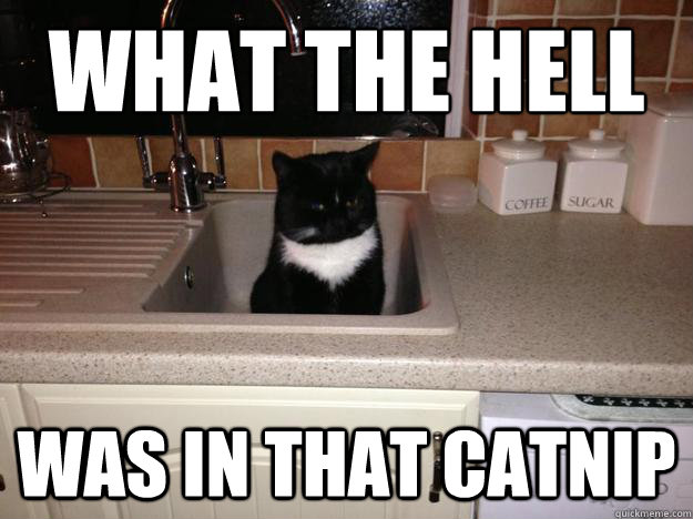 what the hell was in that catnip - Stoner Cat