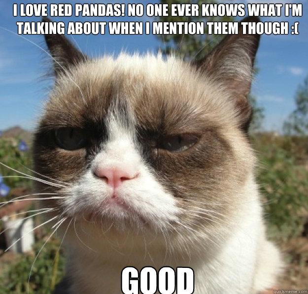 i love red pandas no one ever knows what im talking about - grumpy cat