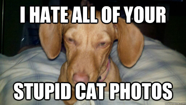 i hate all of your stupid cat photos -