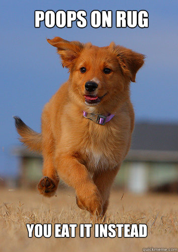 poops on rug you eat it instead - Ridiculously Photogenic Puppy
