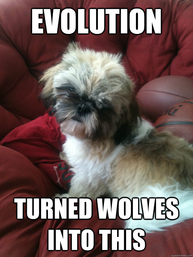 evolution turned wolves into this - Evolution