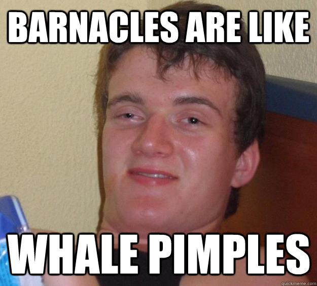 barnacles are like whale pimples - 10 Guy