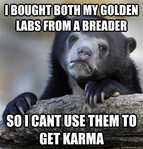 i bought both my golden labs from a breader so i cant use th - Confession Bear