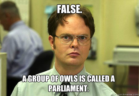 false a group of owls is called a parliament - Dwight
