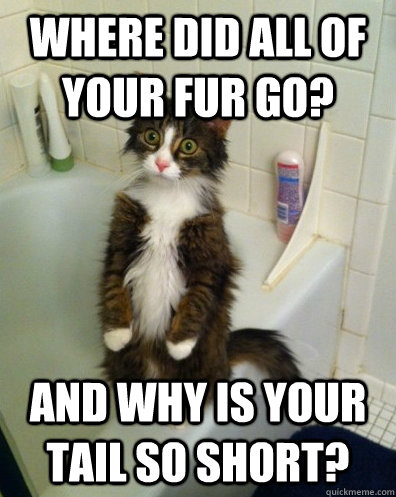 where did all of your fur go and why is your tail so short - Shocked Kitty