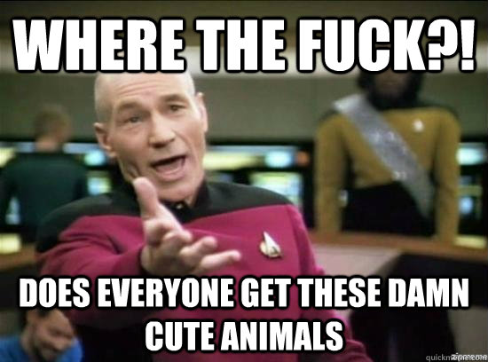where the fuck does everyone get these damn cute animals - Annoyed Picard HD