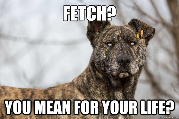 fetch you mean for your life - Overly Alpha Dog