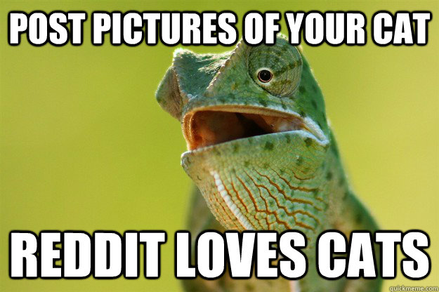 post pictures of your cat reddit loves cats - Karma Karma Karma Karma Karma Cameleon