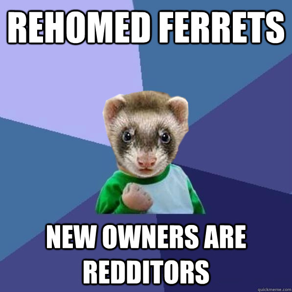 rehomed ferrets new owners are redditors -