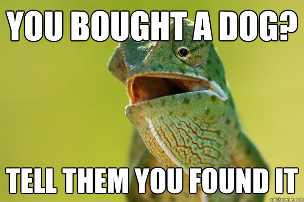 you bought a dog tell them you found it - Karma Karma Karma Karma Karma Cameleon