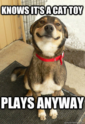 knows its a cat toy plays anyway - Good Dog Greg