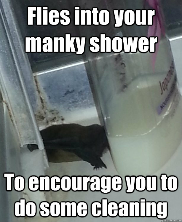 flies into your manky shower to encourage you to do some cle - Good Guy Bat