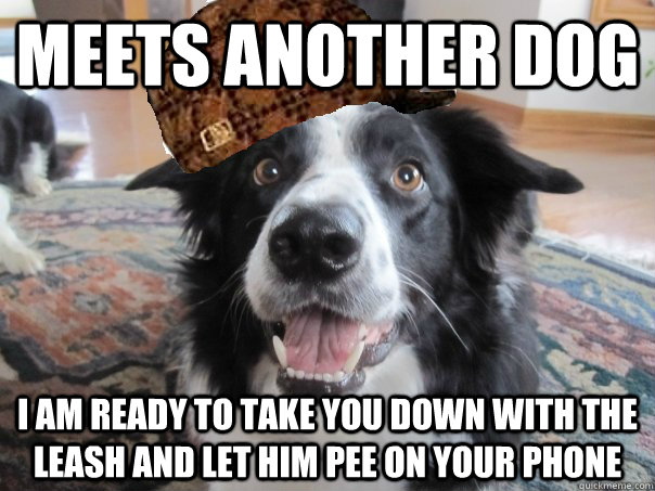 meets another dog i am ready to take you down with the leash - Scumbag Dog