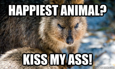 happiest animal kiss my ass - Unhappy Kuokka