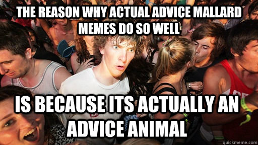 the reason why actual advice mallard memes do so well is bec - Sudden Clarity Clarence
