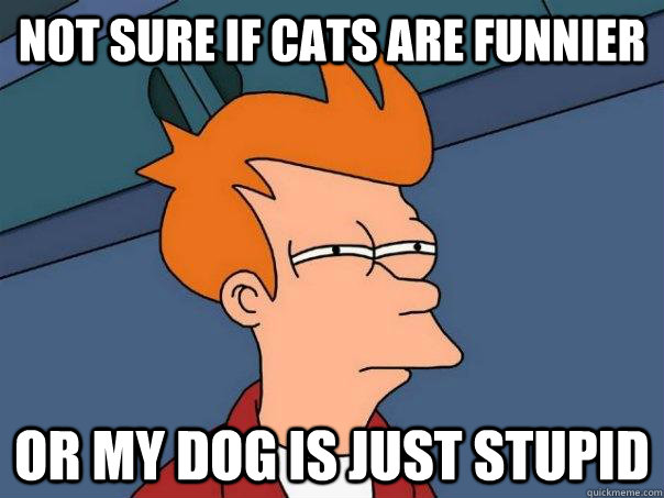 not sure if cats are funnier or my dog is just stupid - Futurama Fry