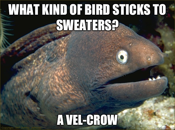 What kind of bird sticks to sweaters A velcrow - Bad Joke Eel