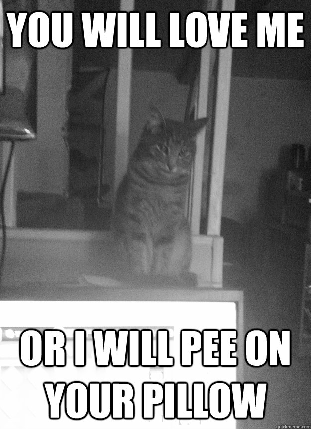 you will love me or i will pee on your pillow - needy cat