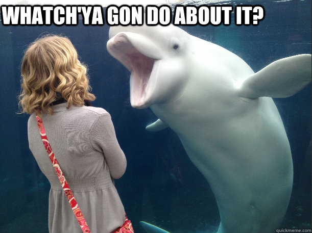 whatchya gon do about it - In Your Face Beluga
