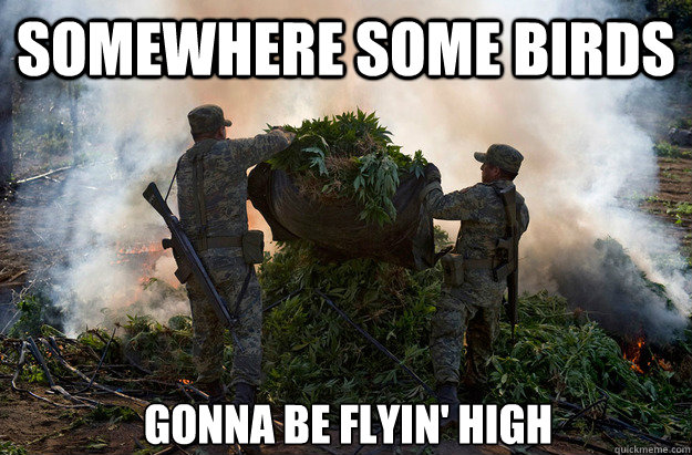 somewhere some birds gonna be flyin high - Scorched Mary Jane